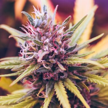 Buy THCA Flower: What You Need to Know Before You Shop