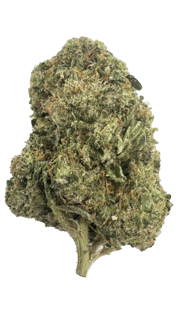 Indoor Oak Milk Latte THCA Hemp Flower