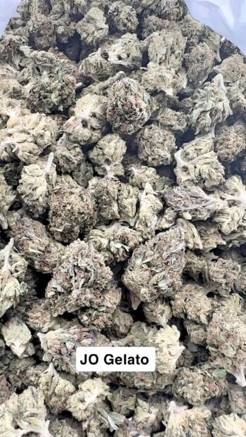 Greenhouse JO Gelato THCA Hemp Flower